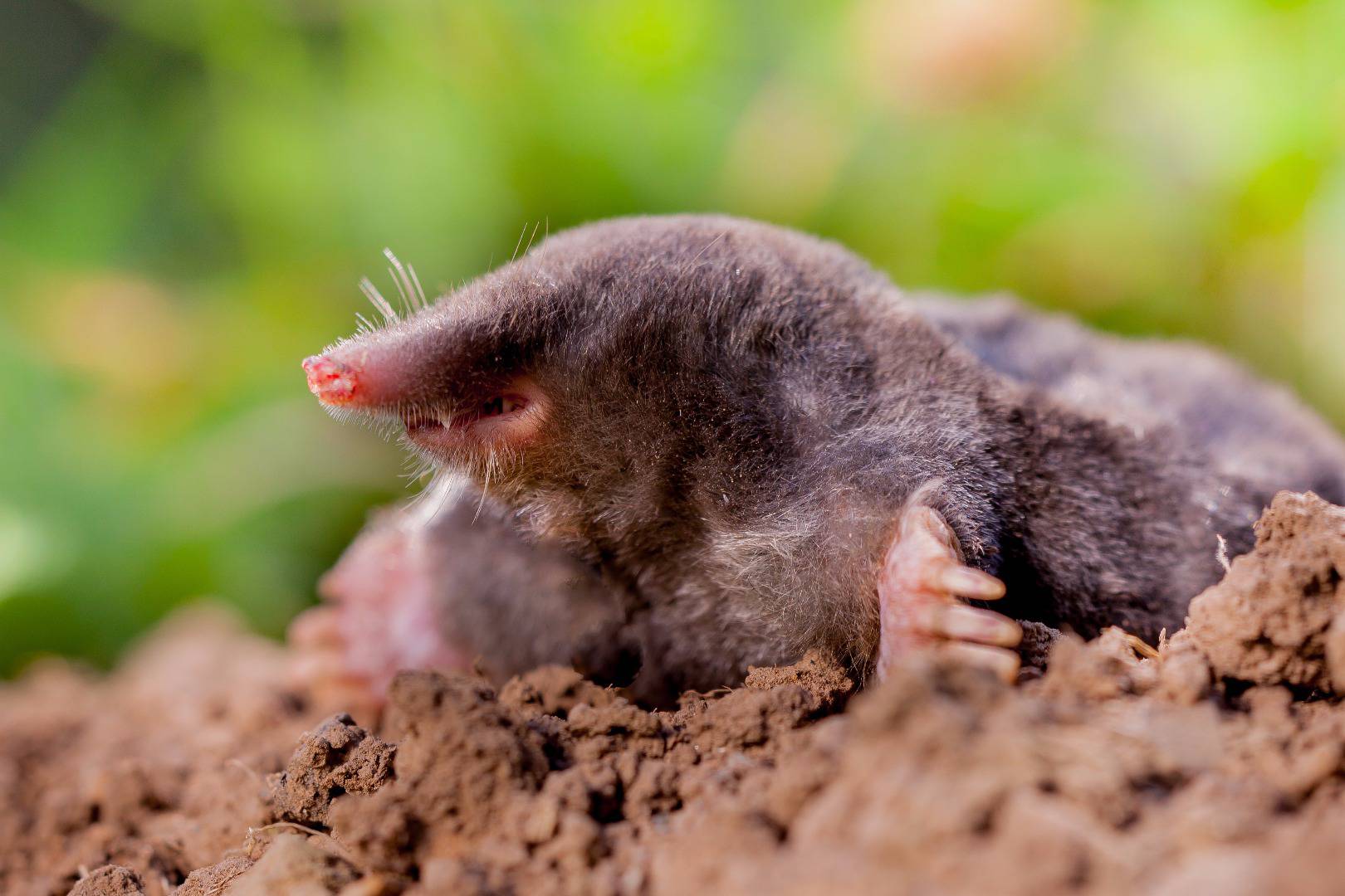 Of Mice and Moles - How to save your garden from pests
